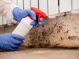 Mold Documentation for Insurance Claims in Dayton, IN